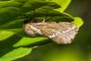 Pharmacis lupulina